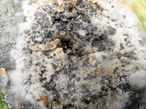 cucurbit white mold