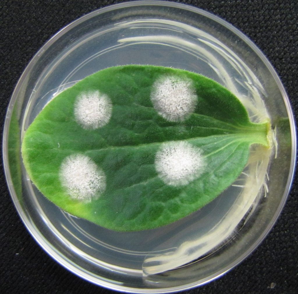 Pumpkin cotyledon culture plate with a powdery mildew isolate.