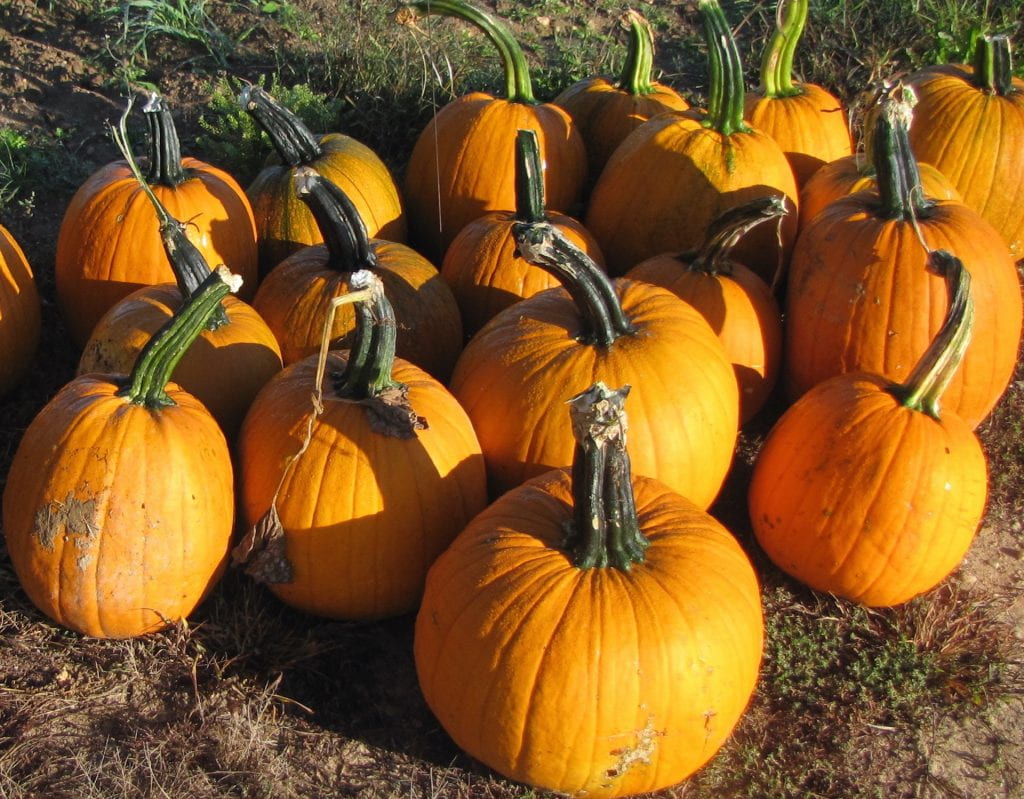 Benchmark pumpkins grouped together