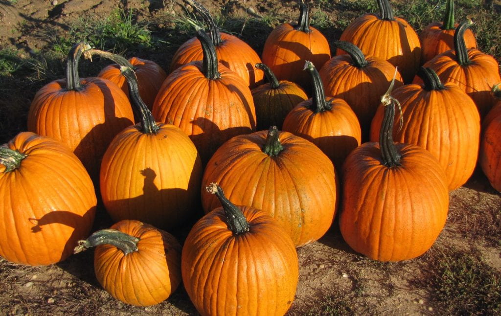 Eureka pumpkins grouped together