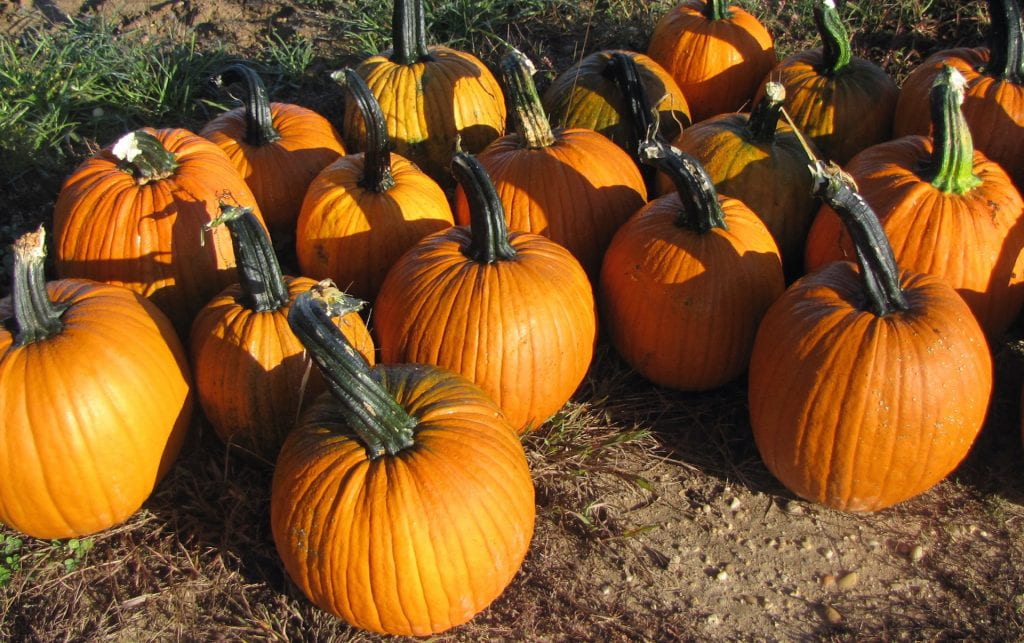 Magnum pumpkins grouped together