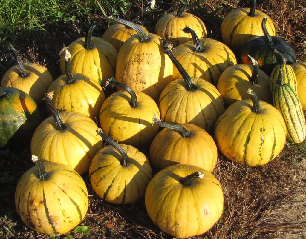 Millionaire pumpkins grouped together