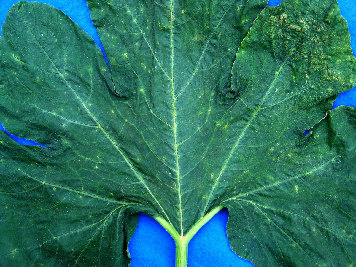disease symptoms on leaf