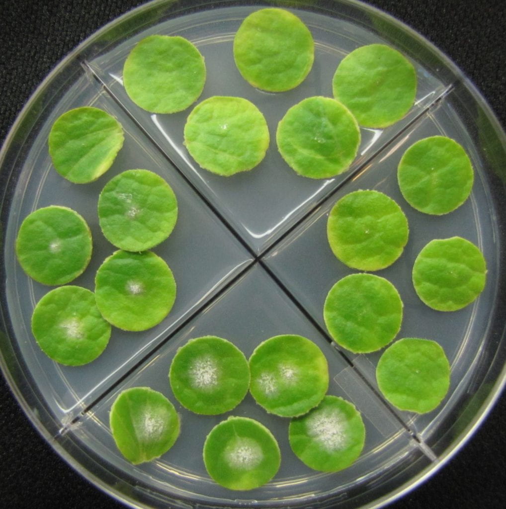 Agar plate with leaf disks with a PM isolate