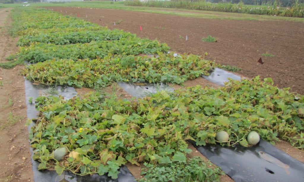 Overview of cantaloupe field experiment