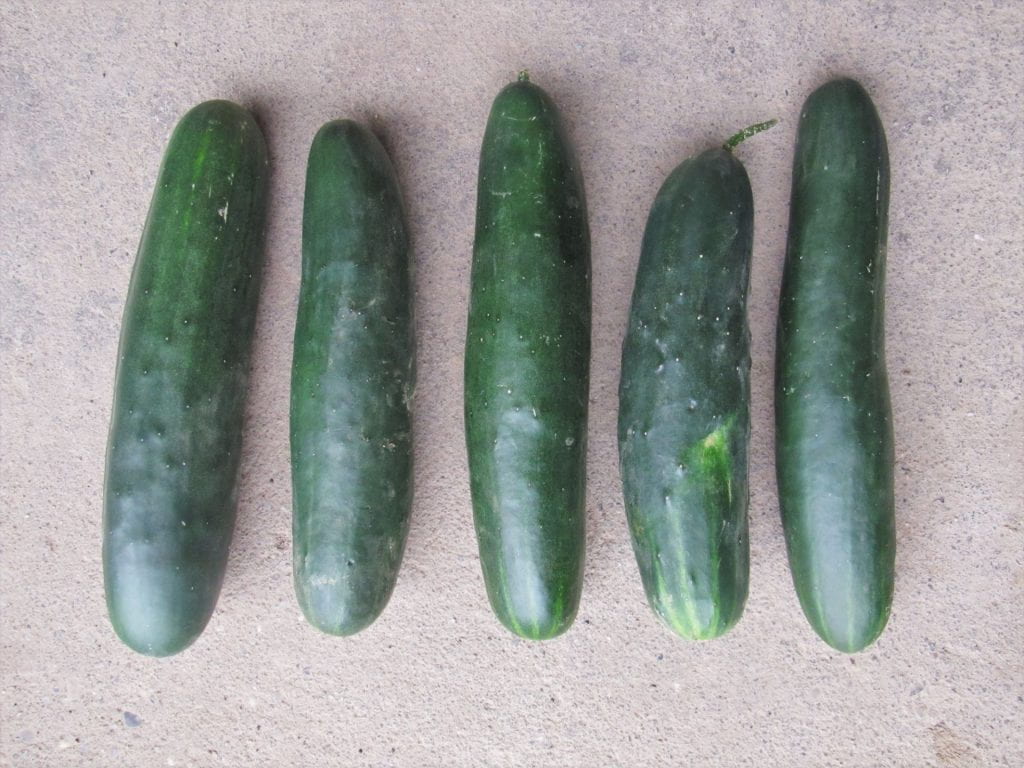 fruit comparison of 5 cucumber varieties