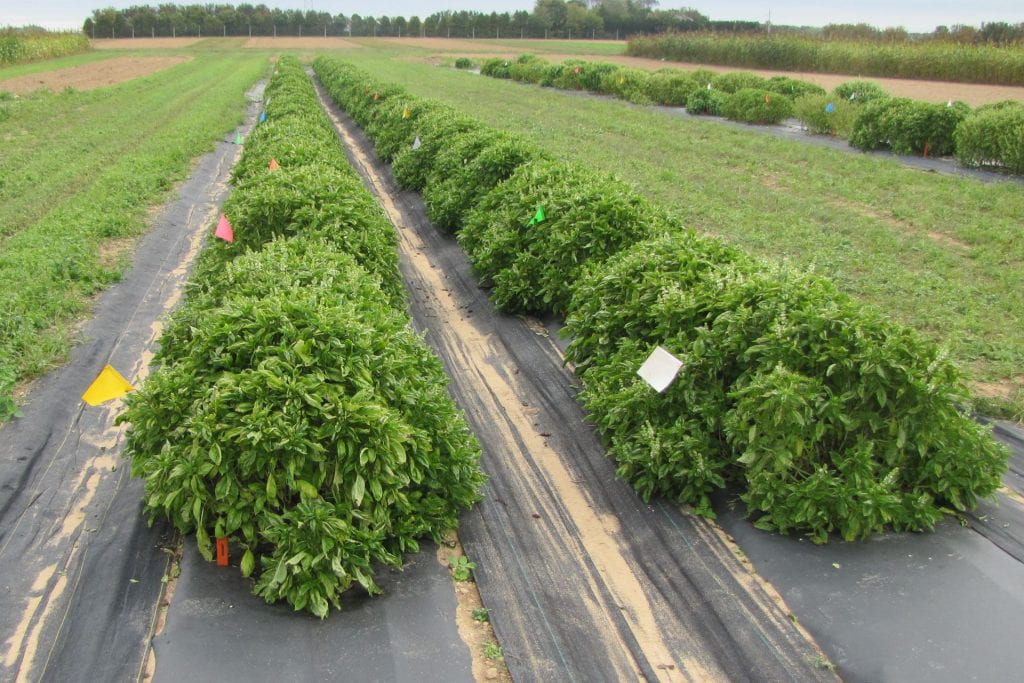 Overview of biopesticide basil trial