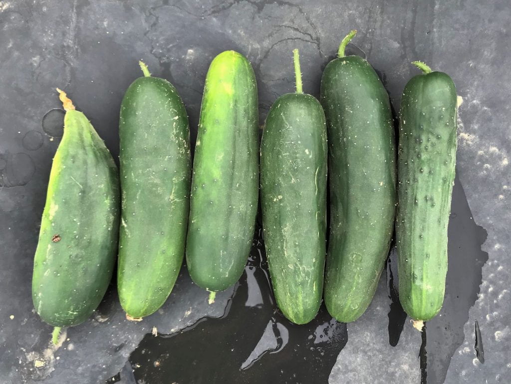 Fruit of Speedway cucumber variety