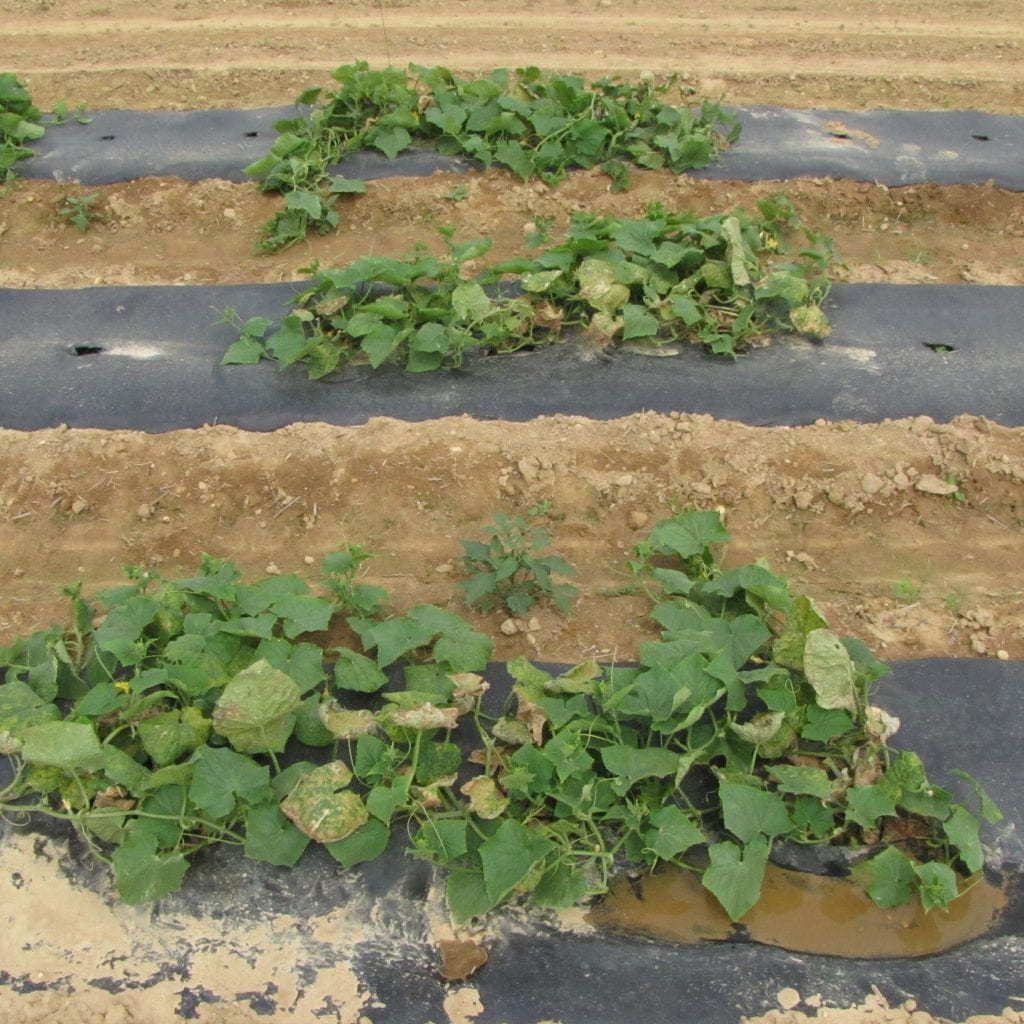 Plot of Speedway cucumber variety