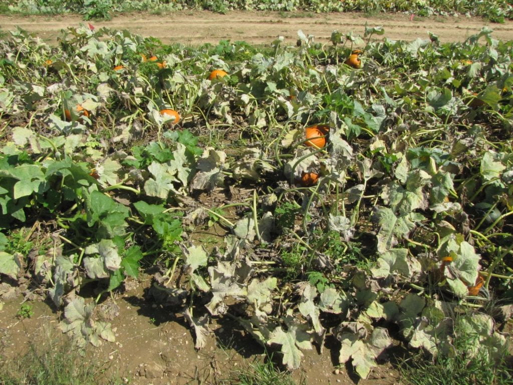 Pumpkin biopesticide + conventional experiment plot