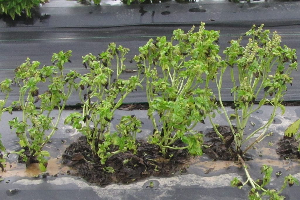 Plot of DiGenova basil variety