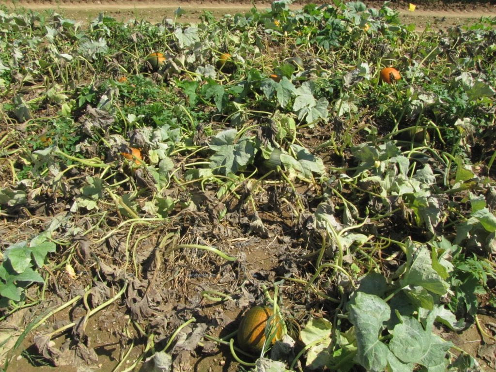 Biopesticide pumpkin experiment plot