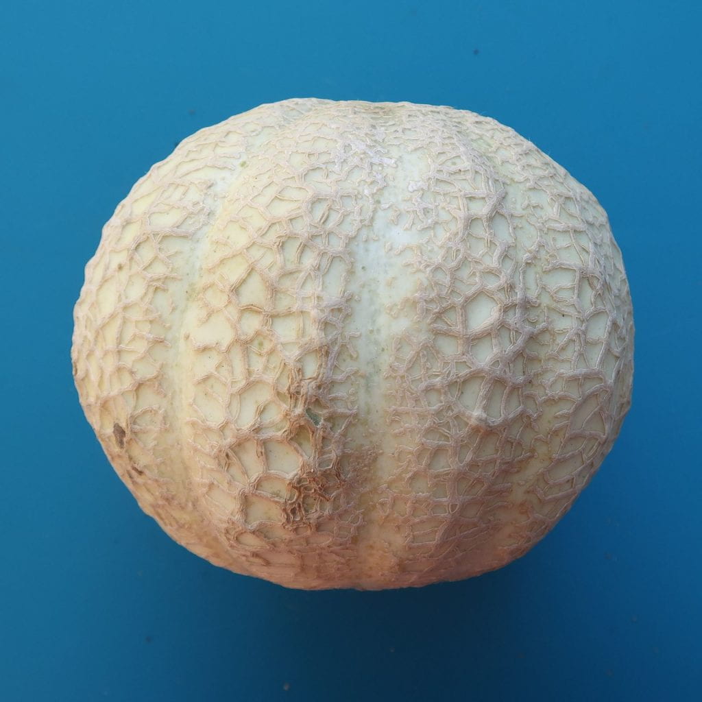 Fruit of Trifecta cantaloupe