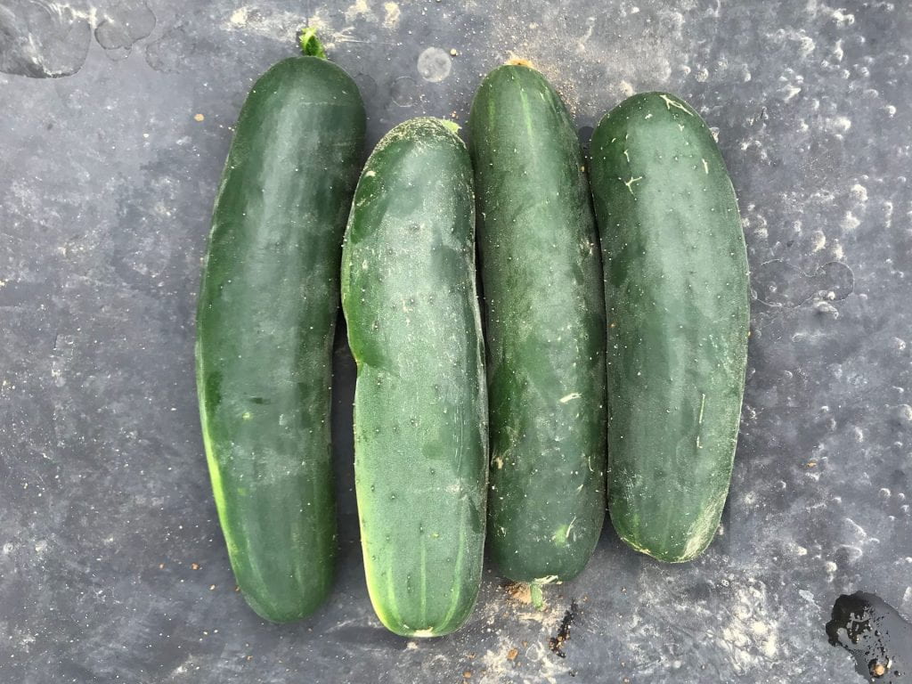 Fruit of Brickyard cucumber variety