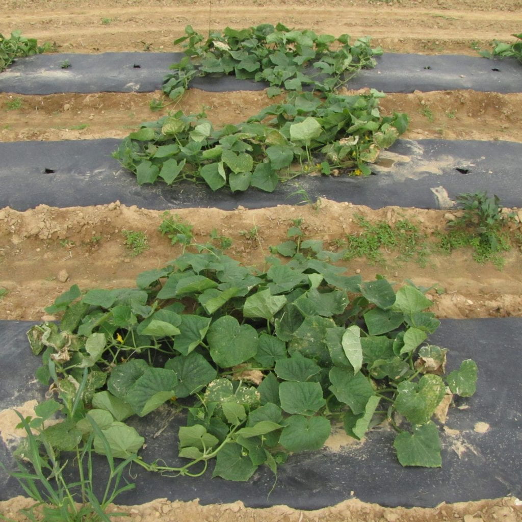Plot of Brickyard cucumber variety