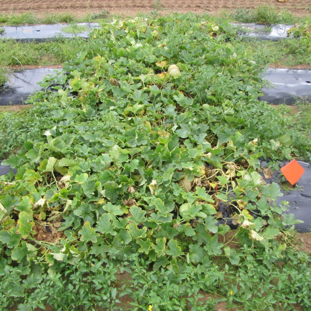Plot of Trifecta cantaloupe variety