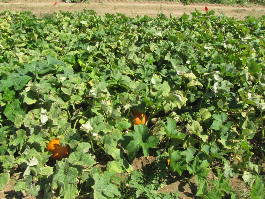 Pumpkin biopesticide + conventional experiment plot