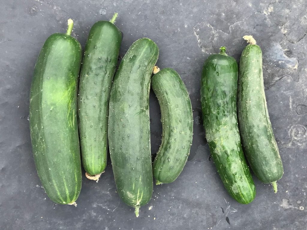 Fruit of Bristol cucumber variety