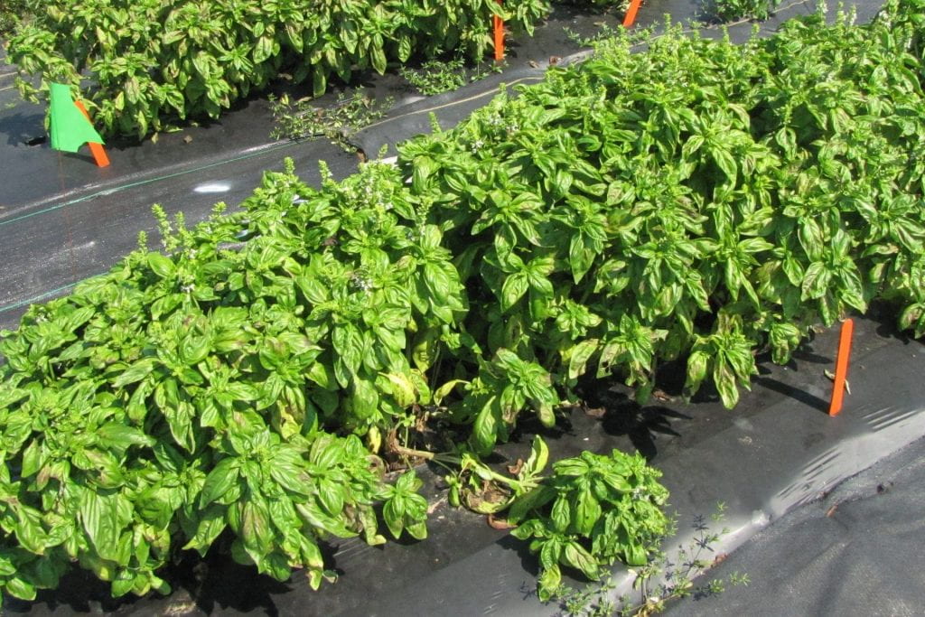 Basil conventional fungicide experiment plot