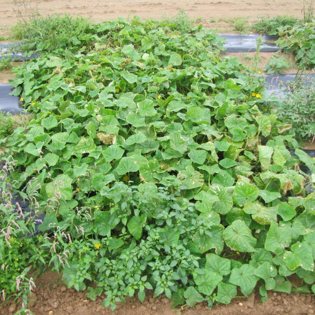 Plot of DMR401 cucumber variety
