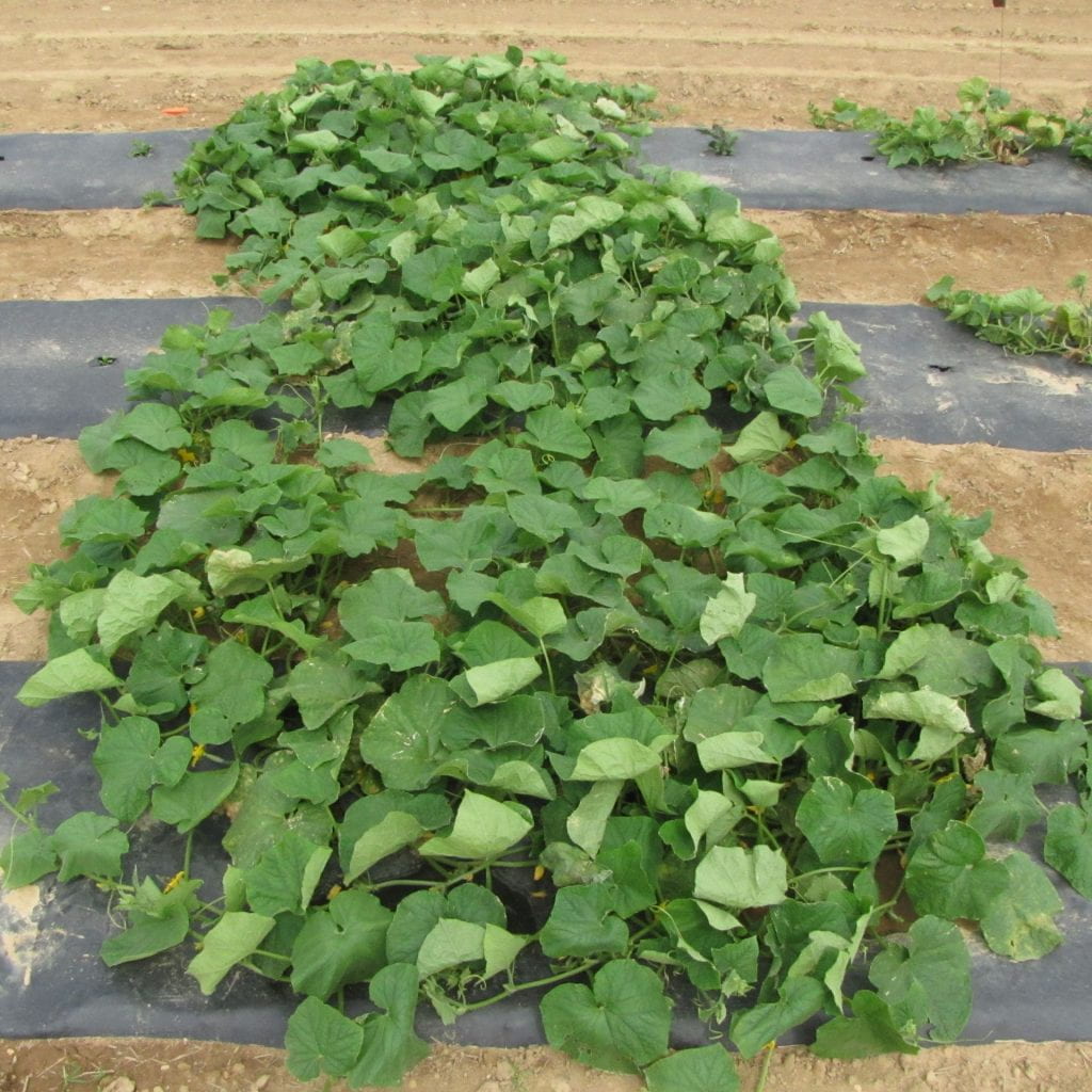 Plot of DMR401 cucumber variety