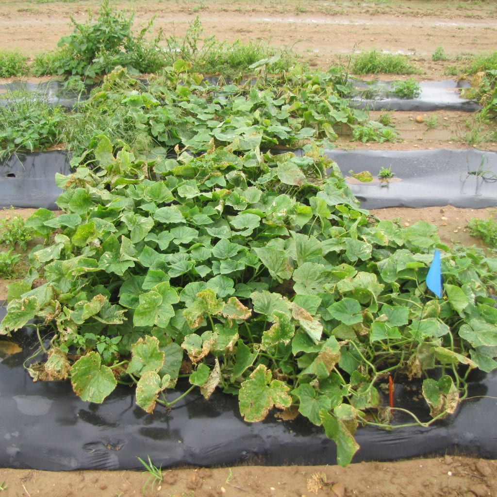 Plot of Tokita cucumber variety