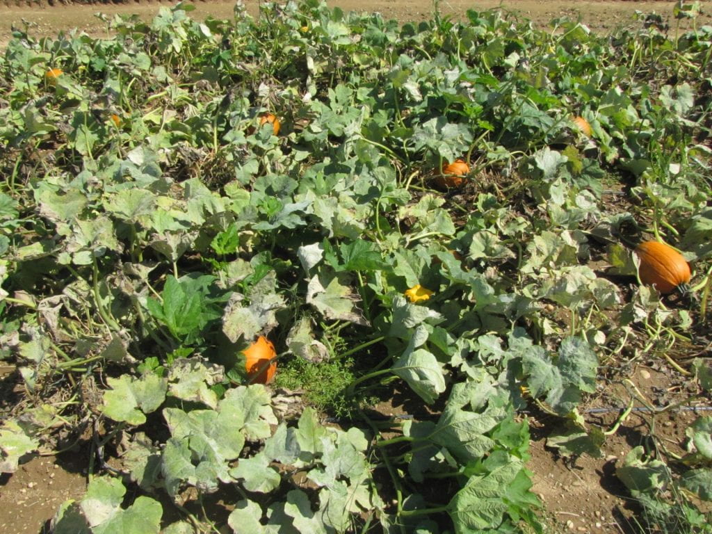 Pumpkin bioassay experiment plot