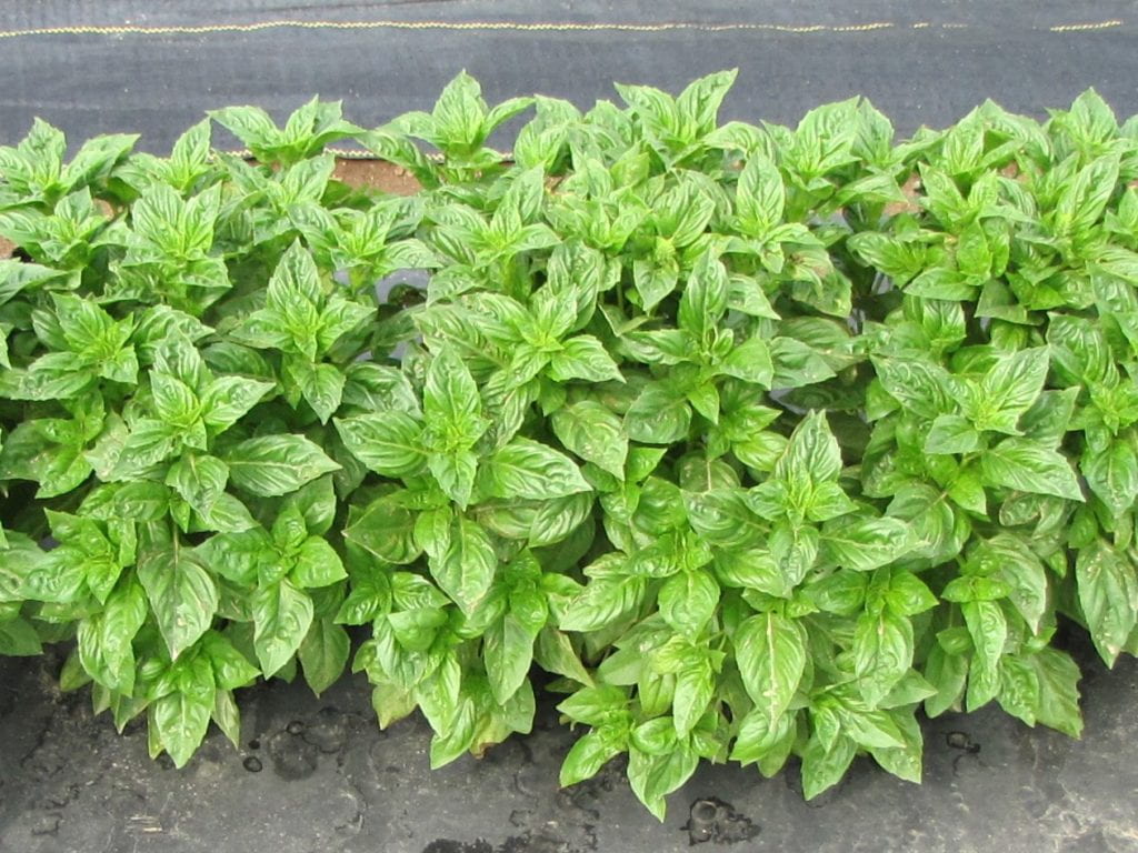 Obsession basil variety