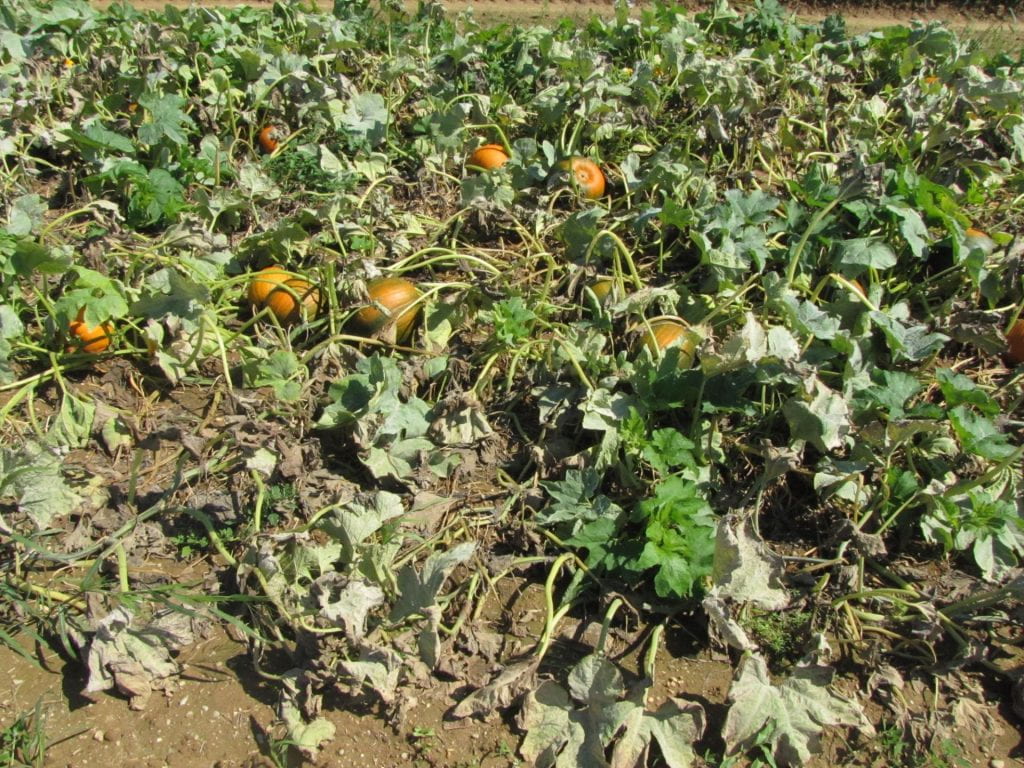 Pumpkin bioassay experiment plot