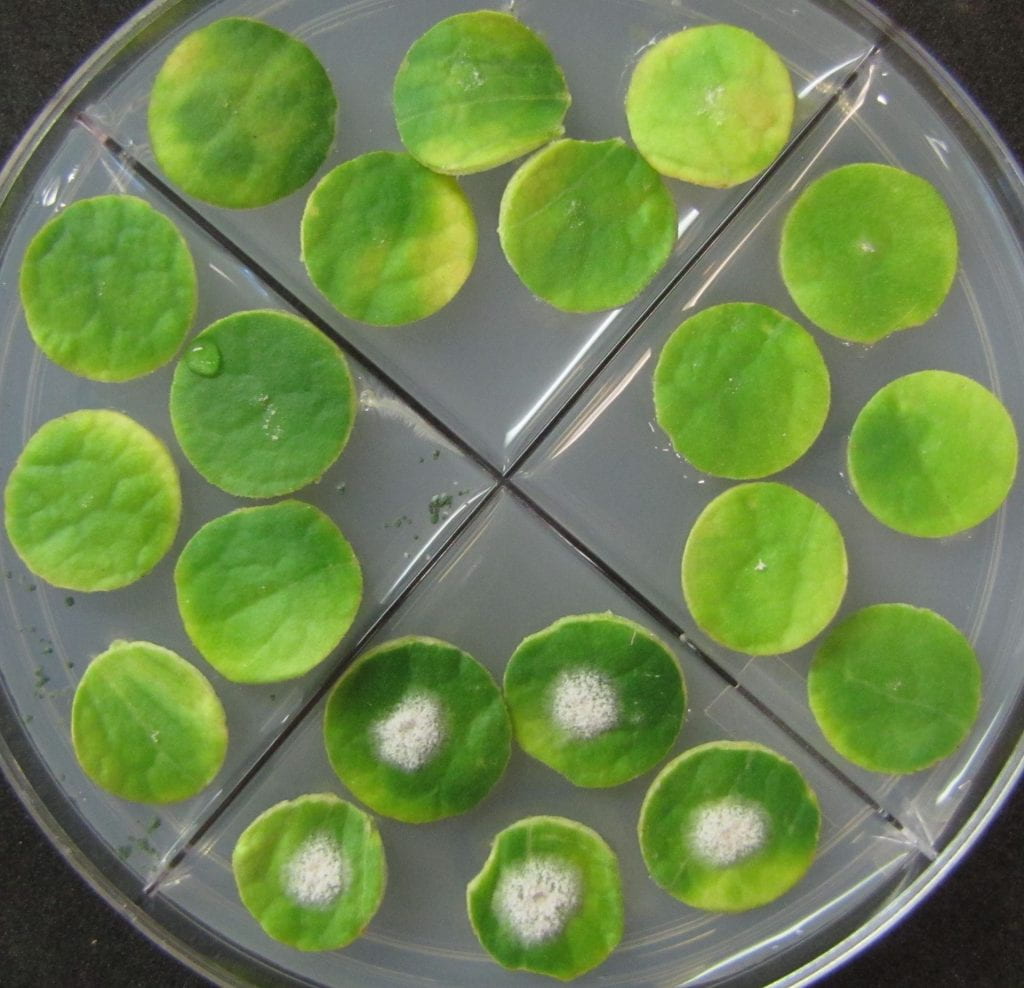 Powdery mildew growth on a plate of leaf disks