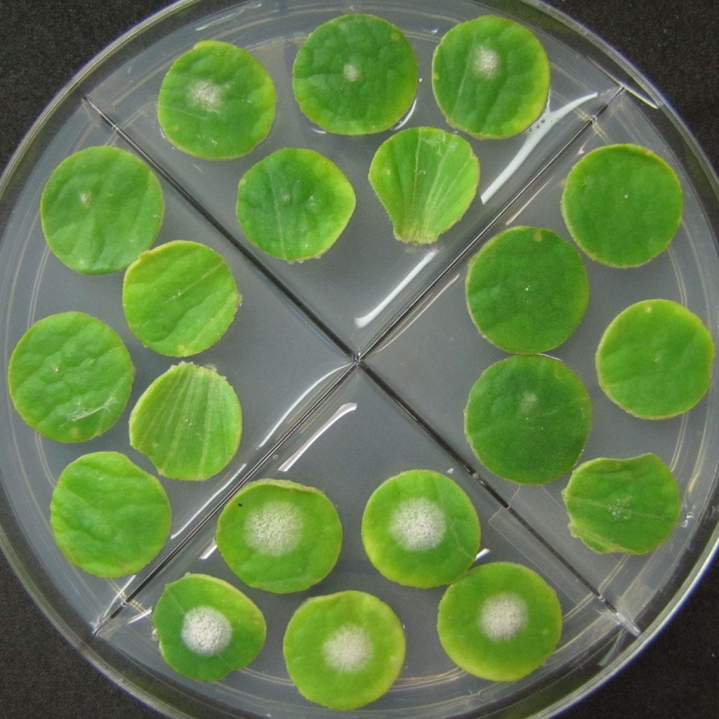 Powdery mildew growth on a plate of leaf disks.
