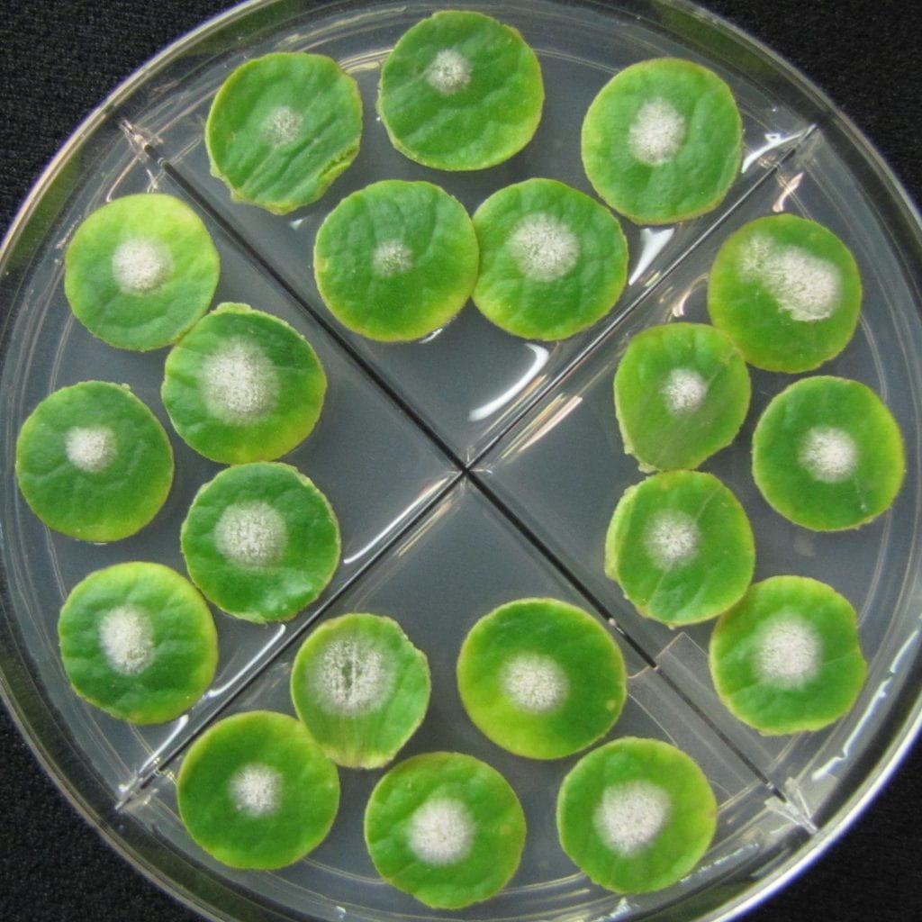 Powdery mildew growth on a plate of leaf disks