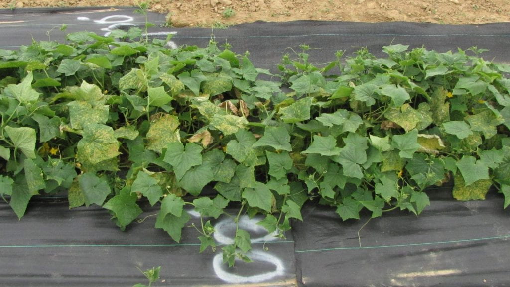 Cucumber biopesticide experiment plot