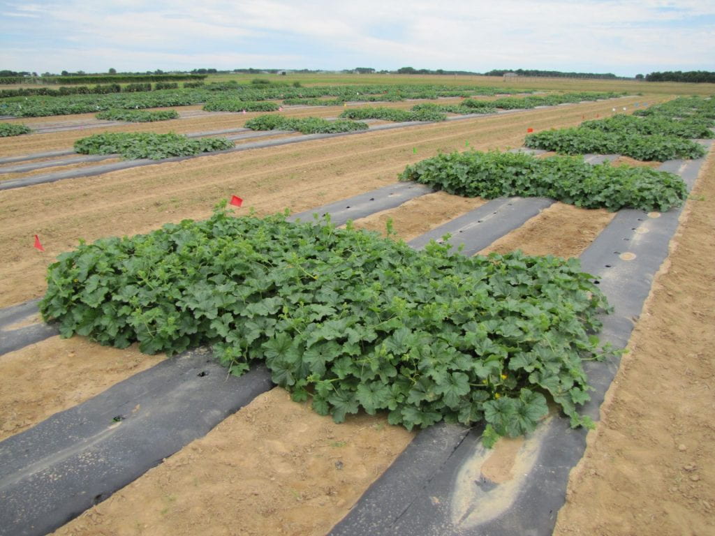 Overview of cantaloupe downy mildew trial