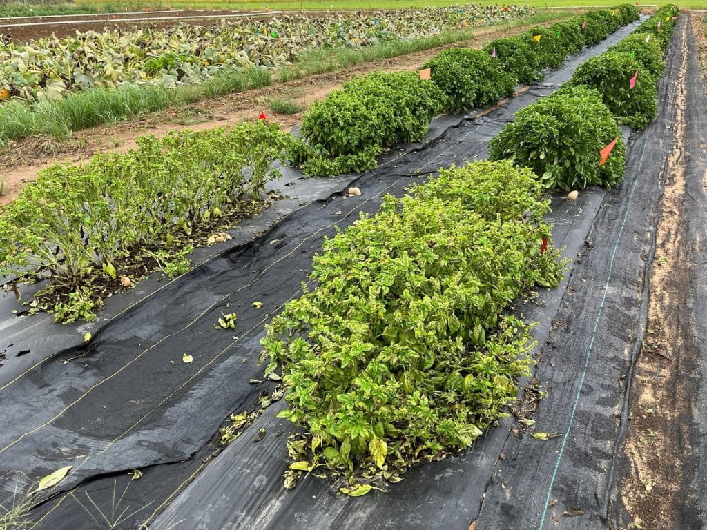 Overview of basil fungicide trial