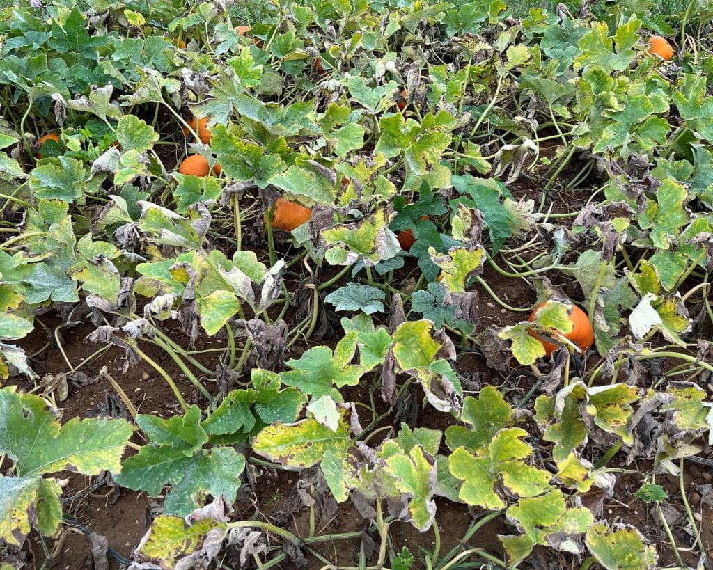 a treated pumpkin plot
