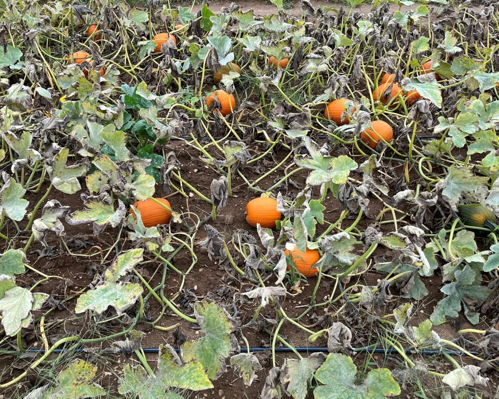 a nontreated pumpkin plot