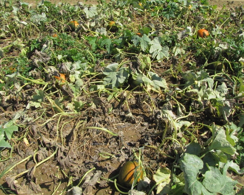 An untreated pumpkin plot