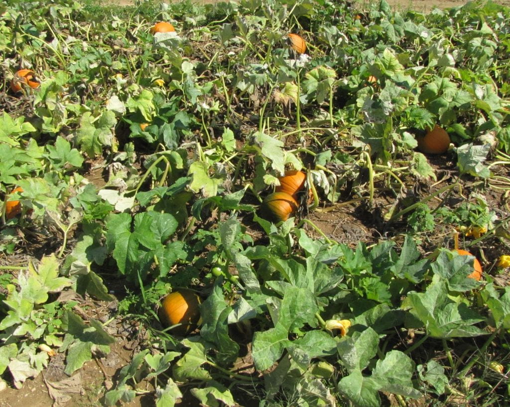 A treated pumpkin plot