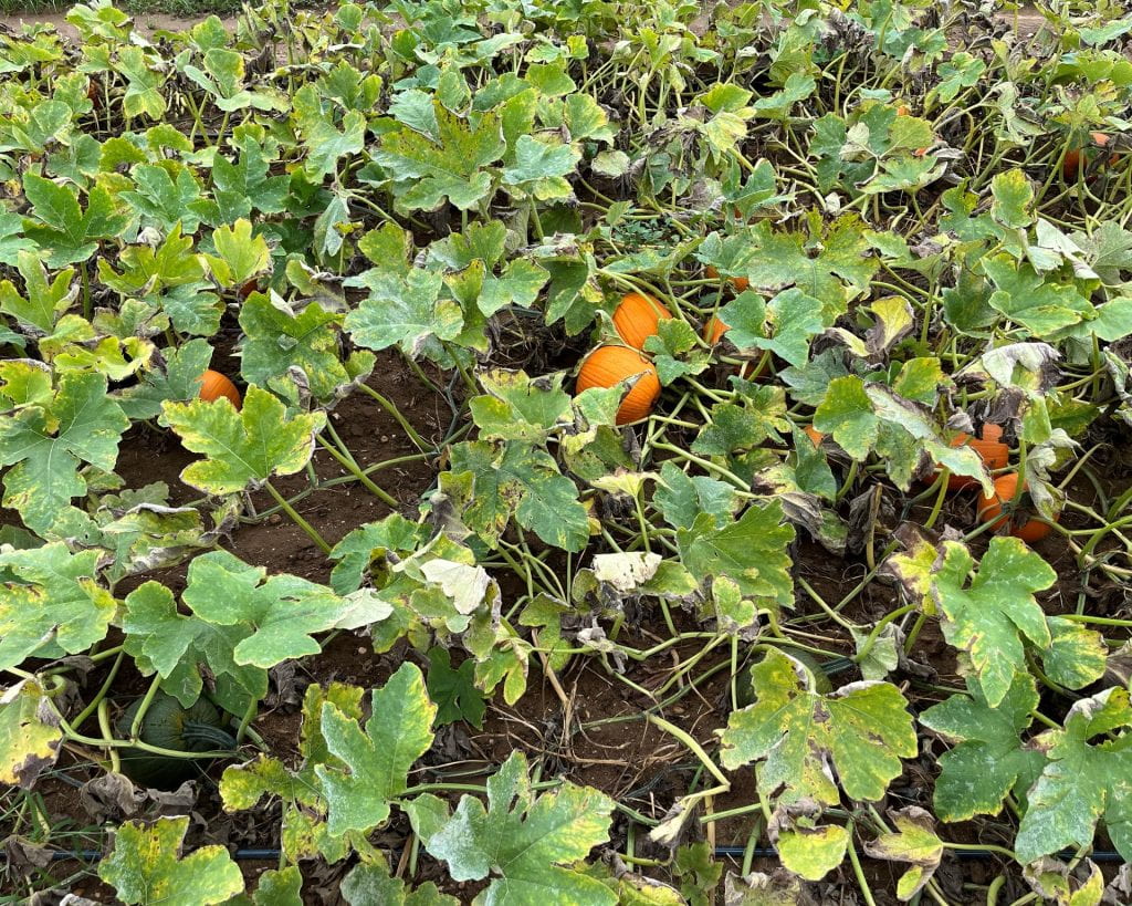 a treated pumpkin plot