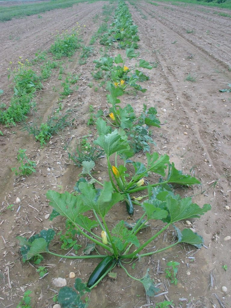 healthy young zucchini plants