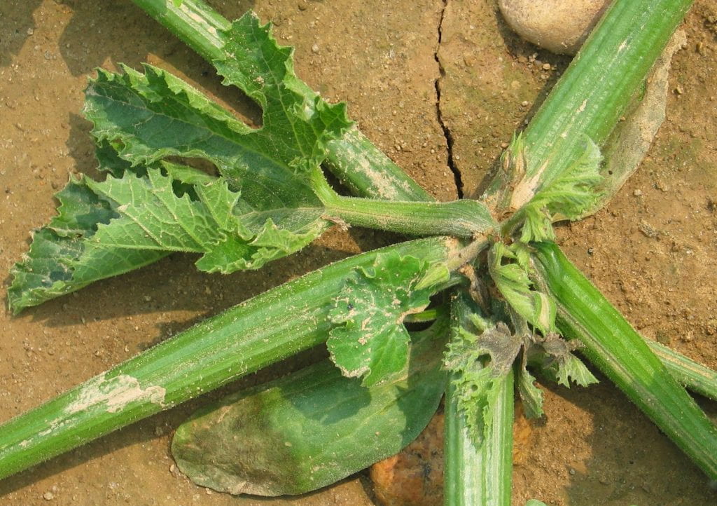 blighted zucchini plant close up