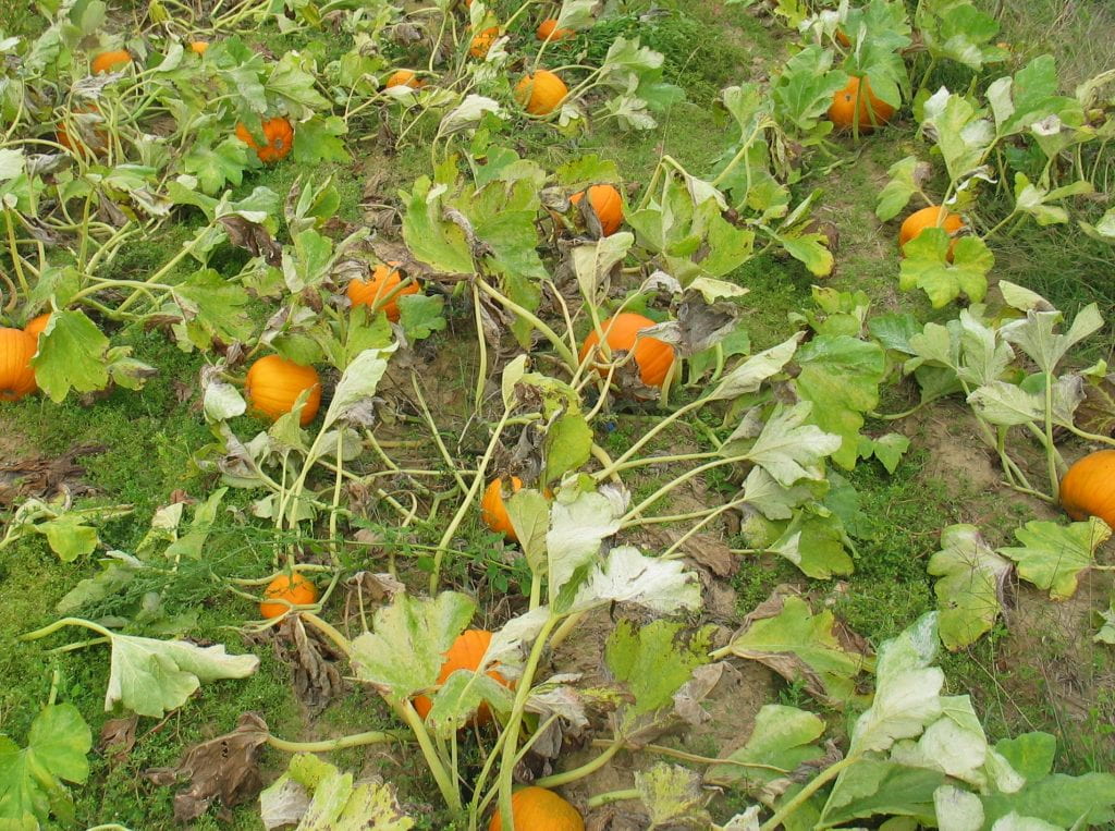 a reduced tillage experiment pumpkin plot
