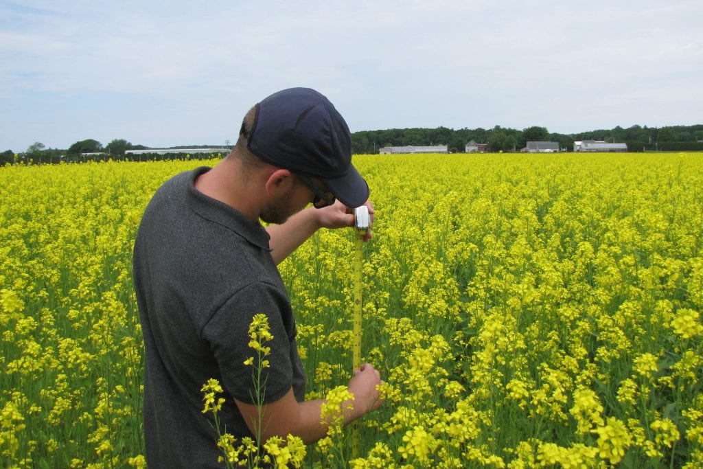 Technician Collin measuring mustard height