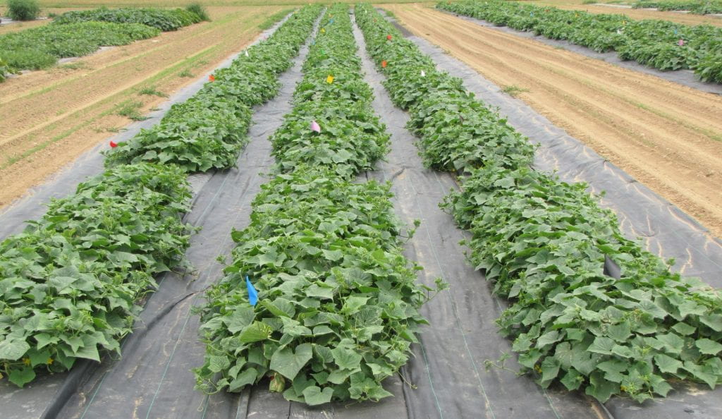 Overview of cucumber biopesticide experiment.