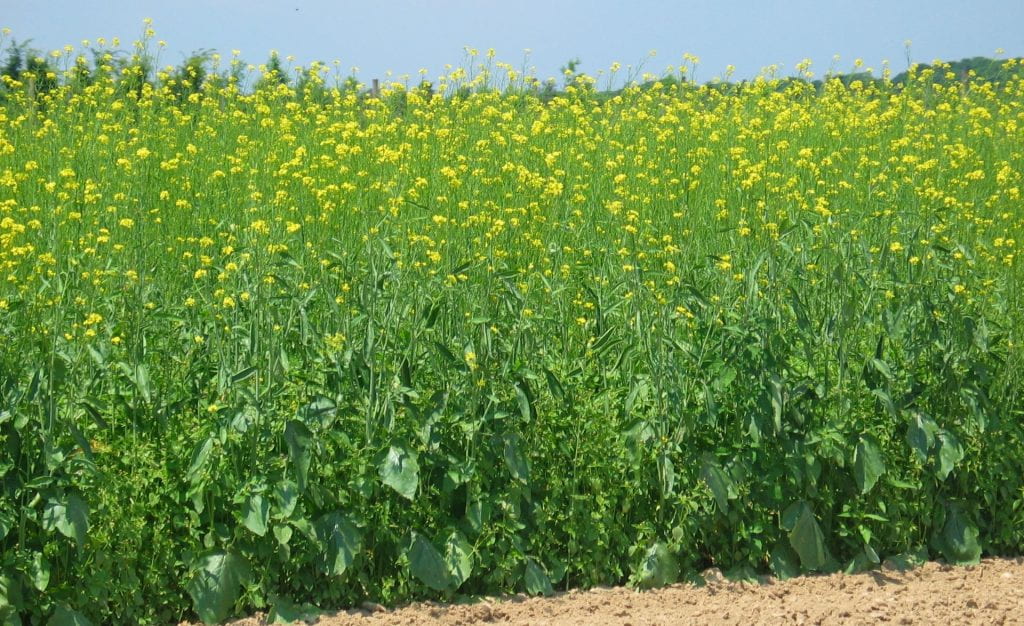 a field of flowering mustard