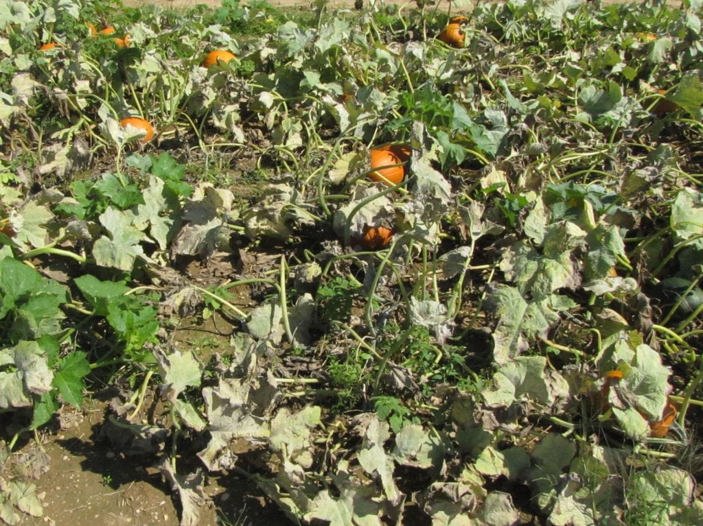 A pumpkin plot