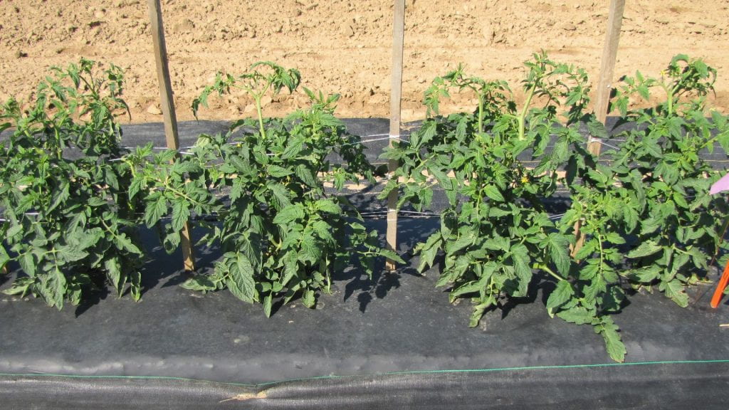 a tomato plot