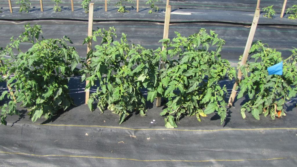 a tomato plot
