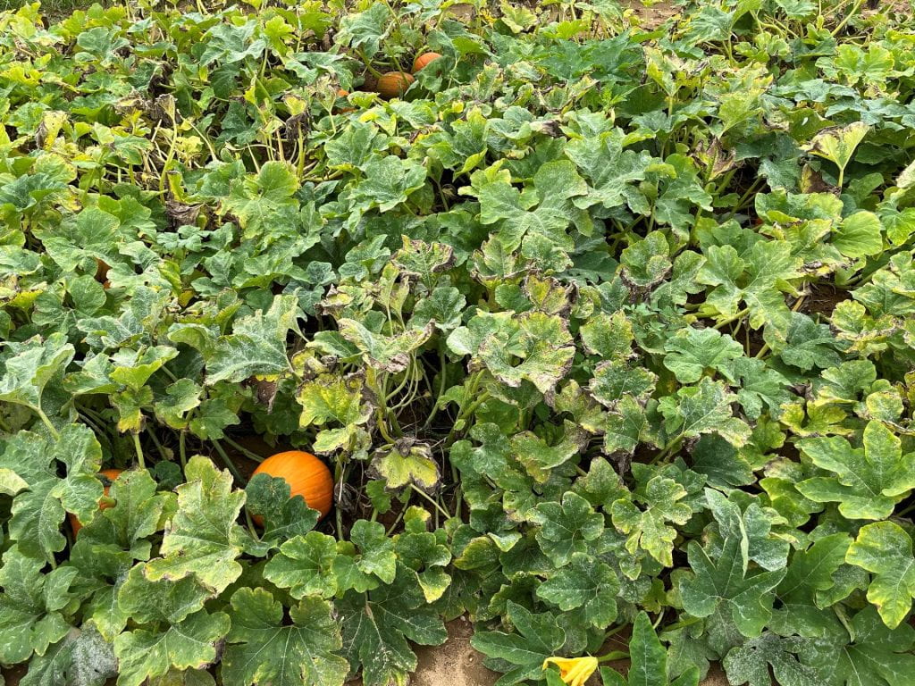 A pumpkin plot